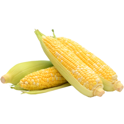 Bi-Color Sweet Corn