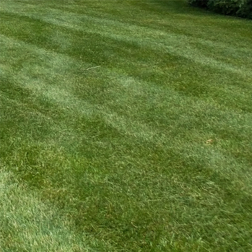 Bulk Grass Seed