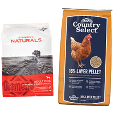 Pet & Animal